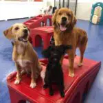 doggy daycare detroit