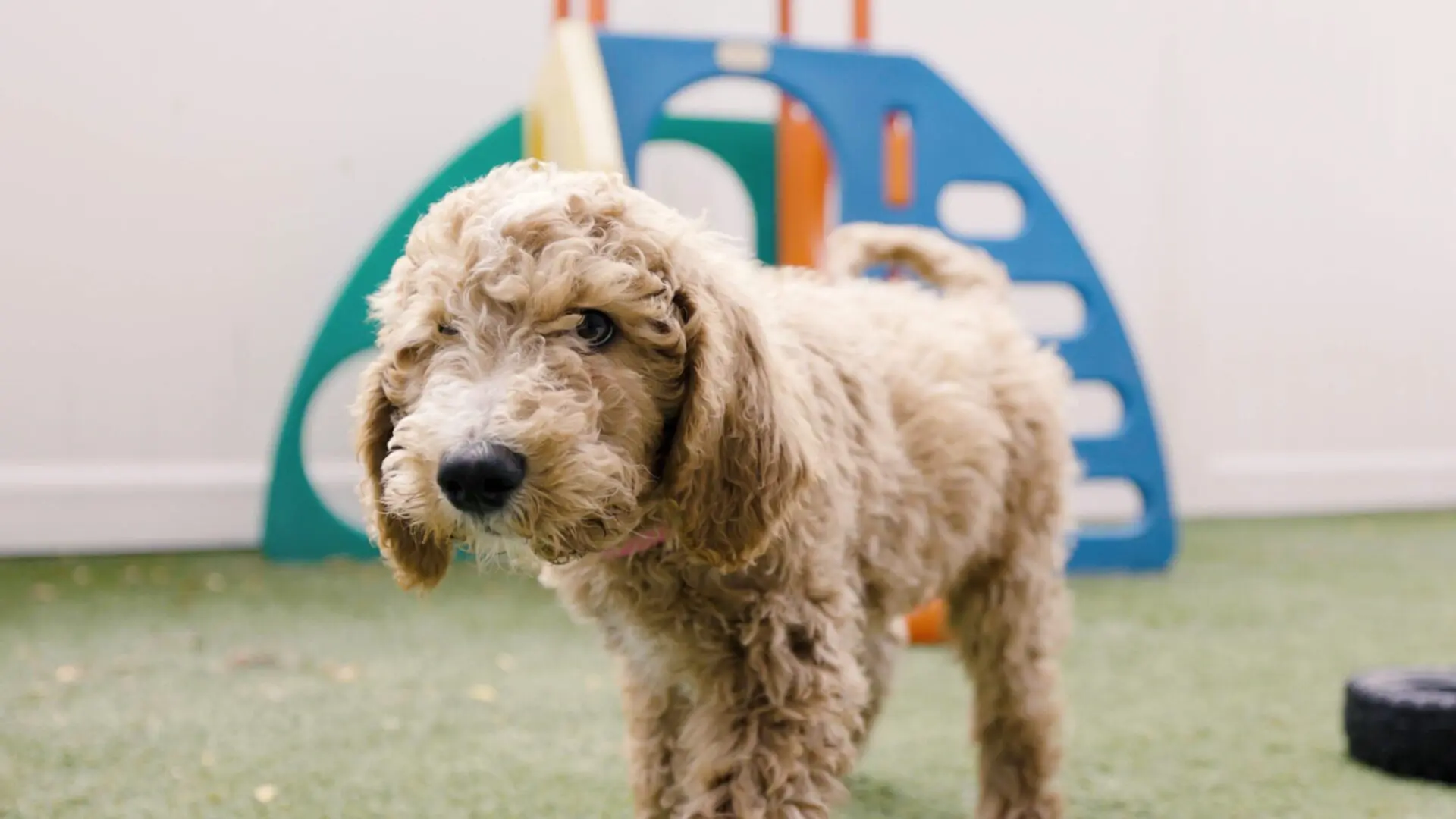 Puppies 10 scaled