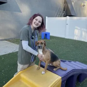 dog daycare commerce
