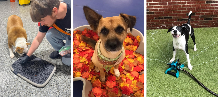 Dogs enjoying Pawsitive Enrichment at Canine to Five