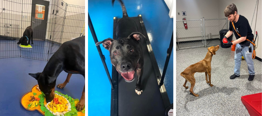 A collage of photos from Pawsitive Enrichment.