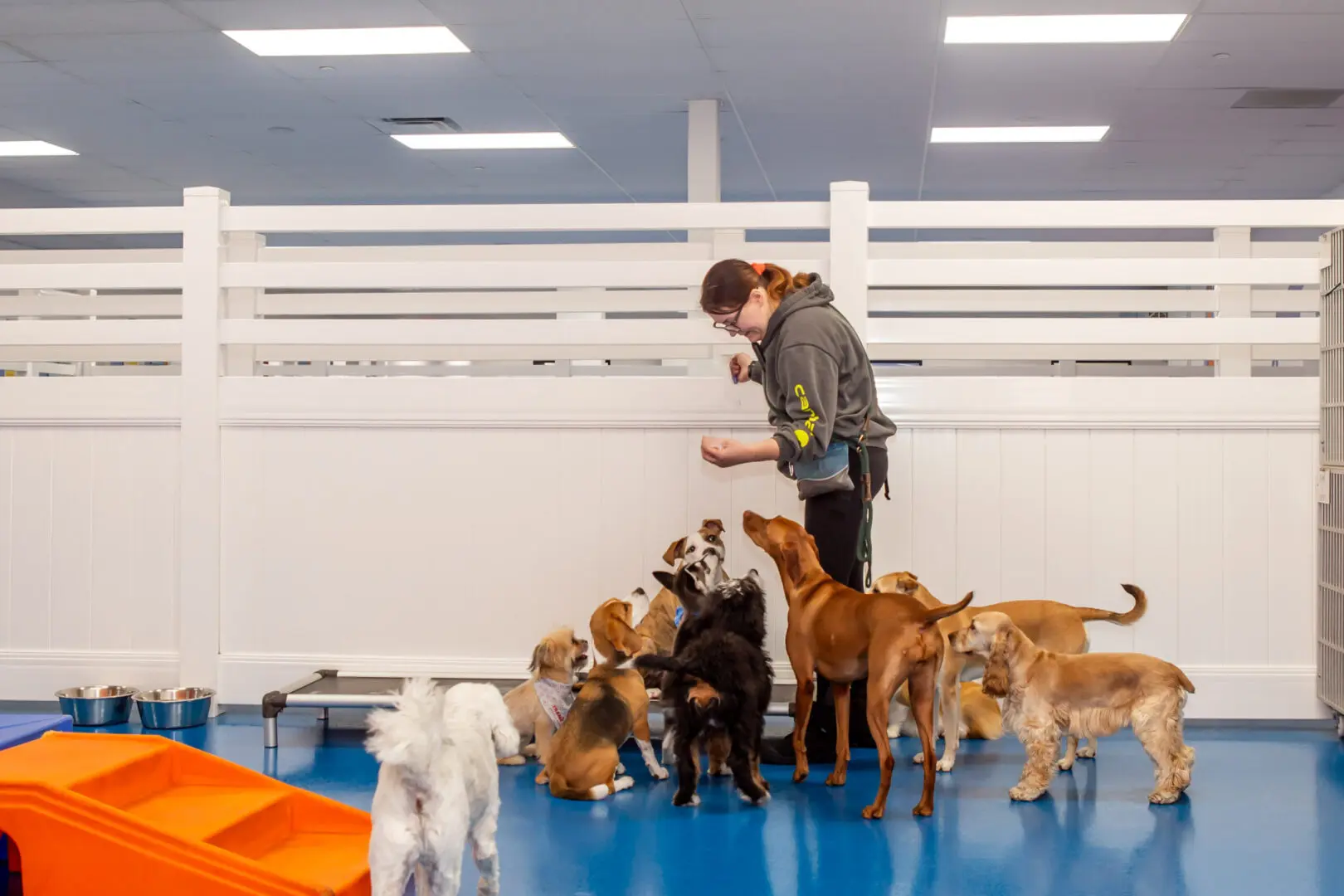 canine to five staff member engaging with dogs during daycare