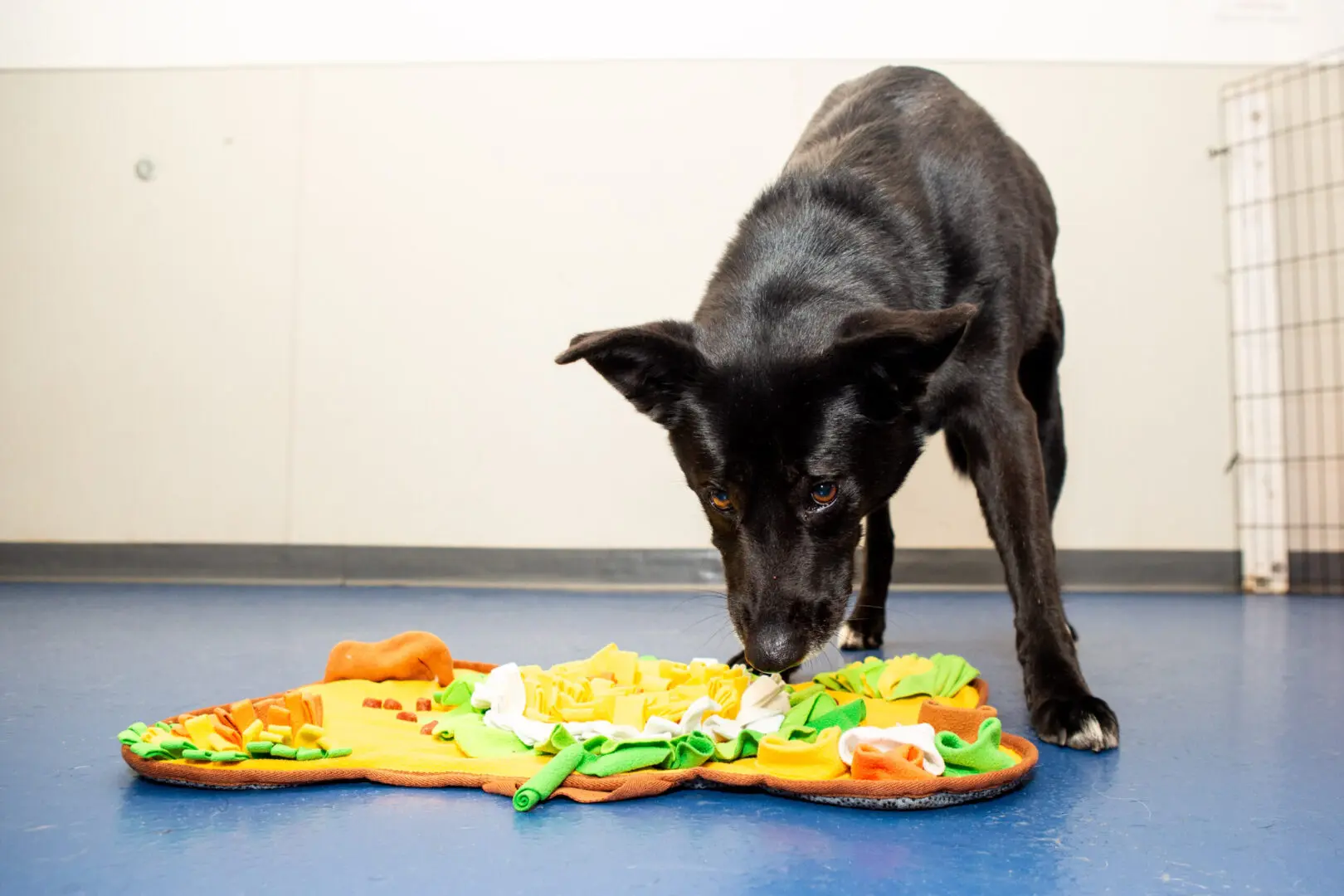 dog playing with toy at daycare