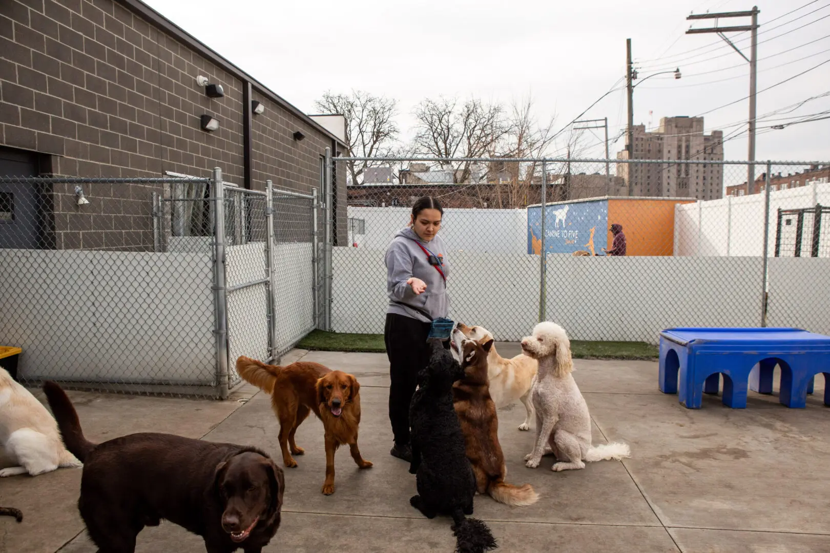 staff member guiding dogs outside during daycare