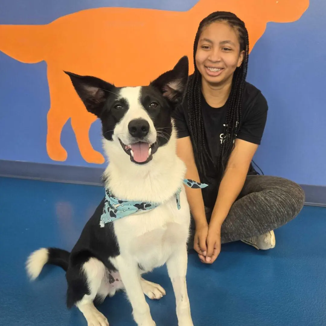 dog daycare detroit