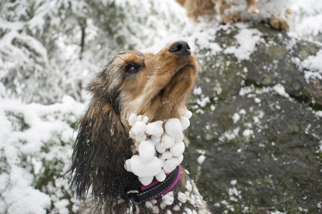 dog 1862992 1280
