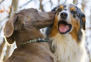 Dogs Kissing