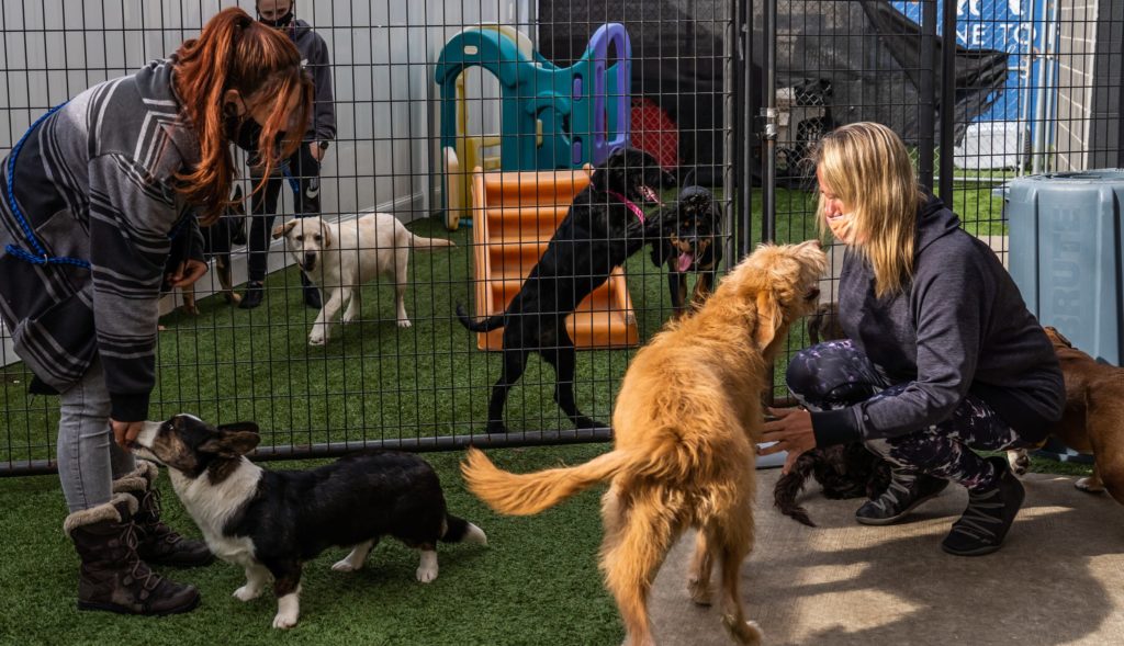 My Dog Has Giardia What Now? Canine To Five