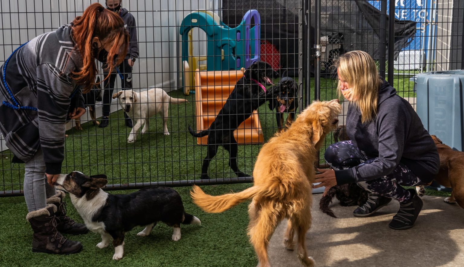 My Dog Has Giardia What Now? Canine To Five