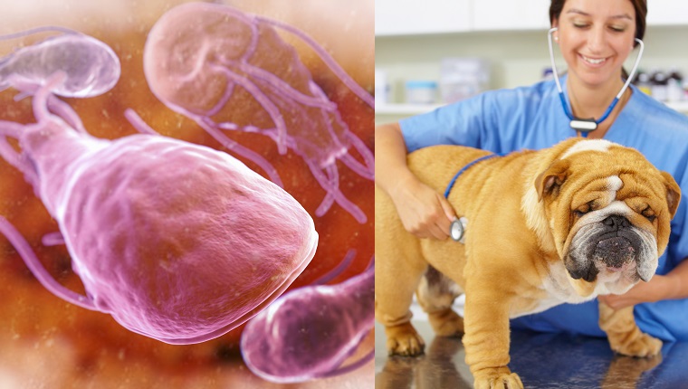 what are the signs of giardia in dogs