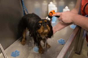 CTFyard grooming 43 of 48