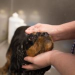 CTFyard grooming 44 of 48