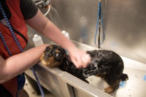 CTFyard grooming 47 of 48