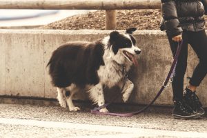 Dog Jog