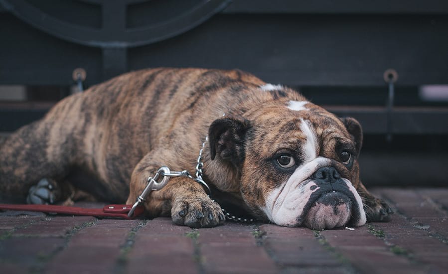 image-distresseddog sad dog