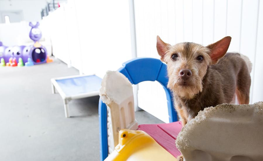 image-doggo dog daycare