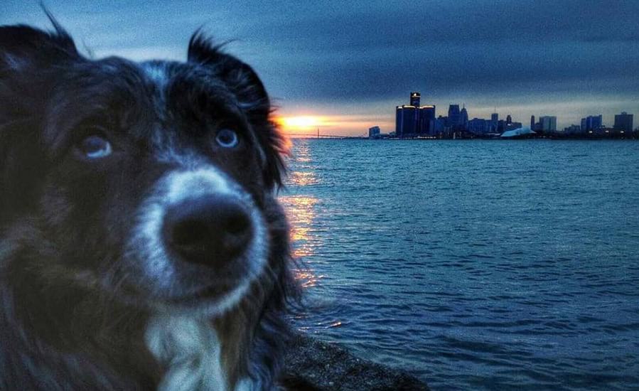 image-events events for dogs