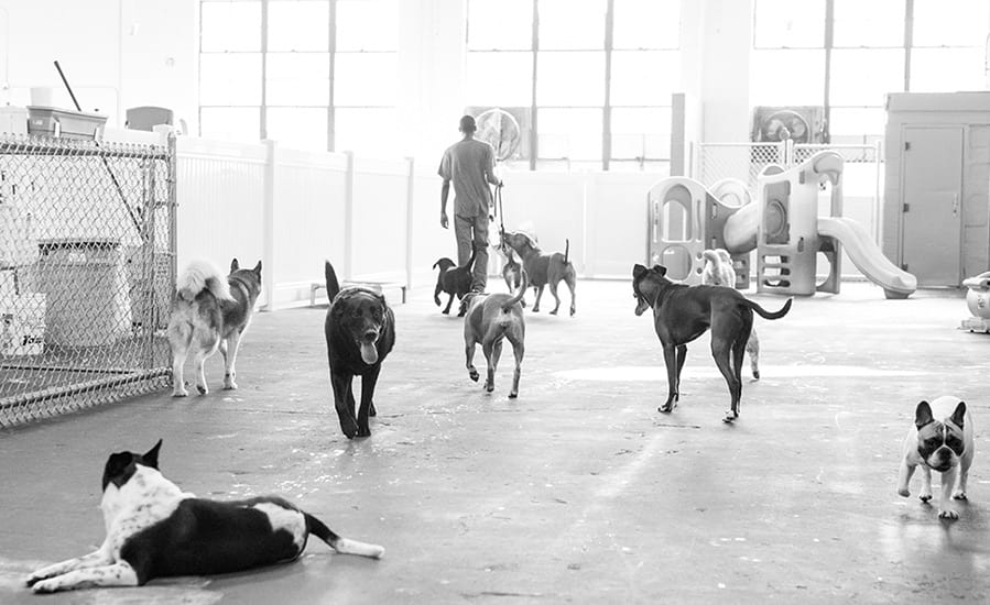 image-rules canine to five rules