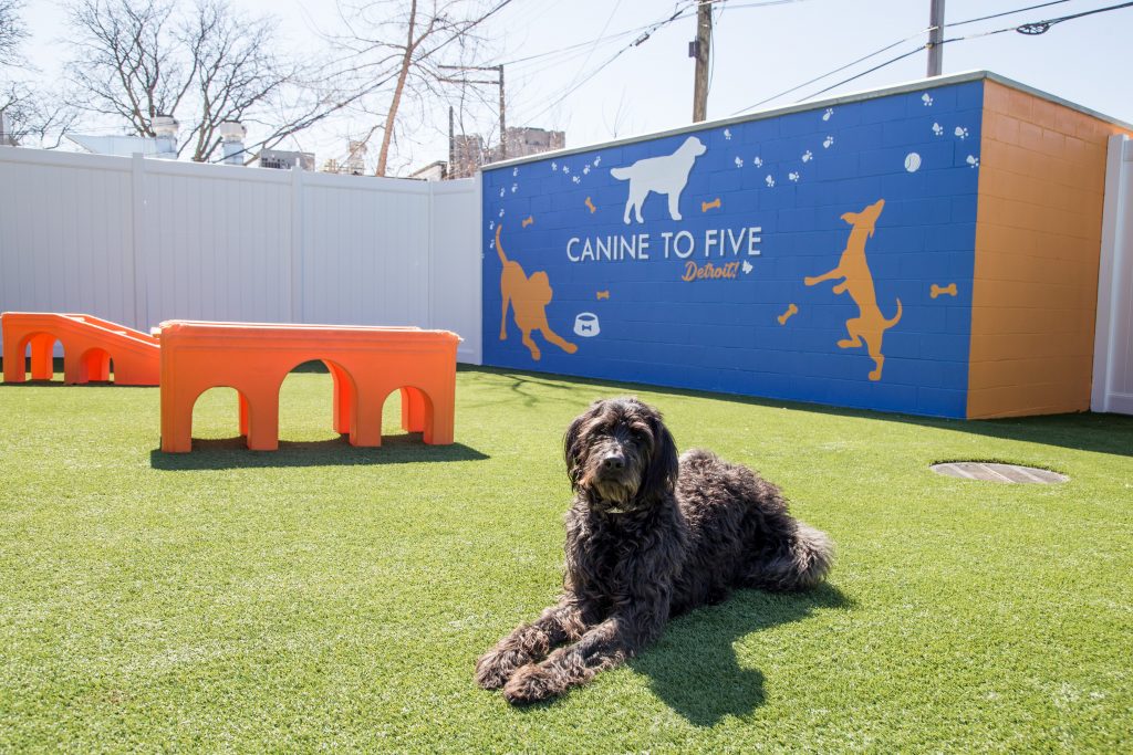 CaNine to Five- Saratoga