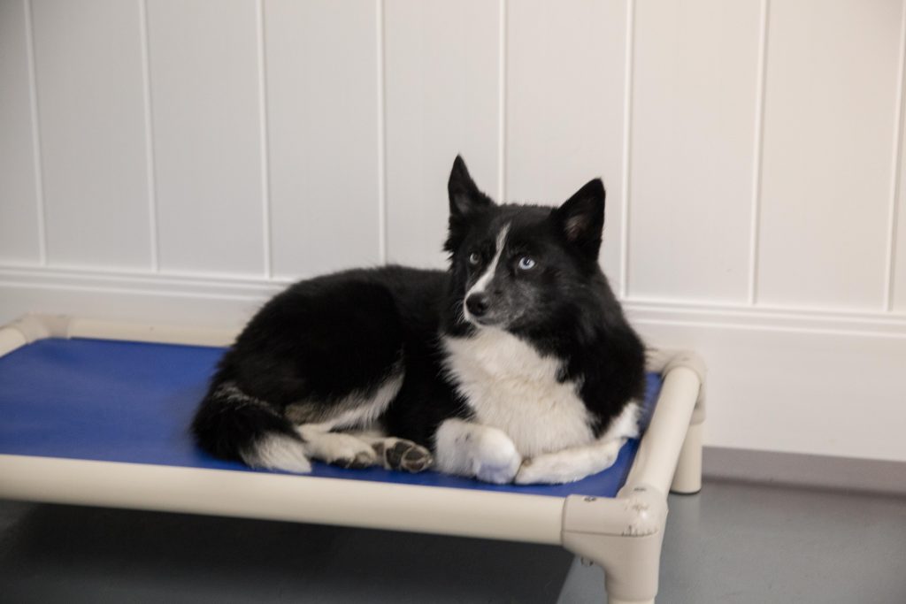 boarding_privateplay dog on raised bed