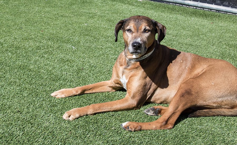 image-daycarerules dog daycare rules