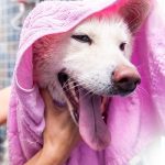 dog grooming