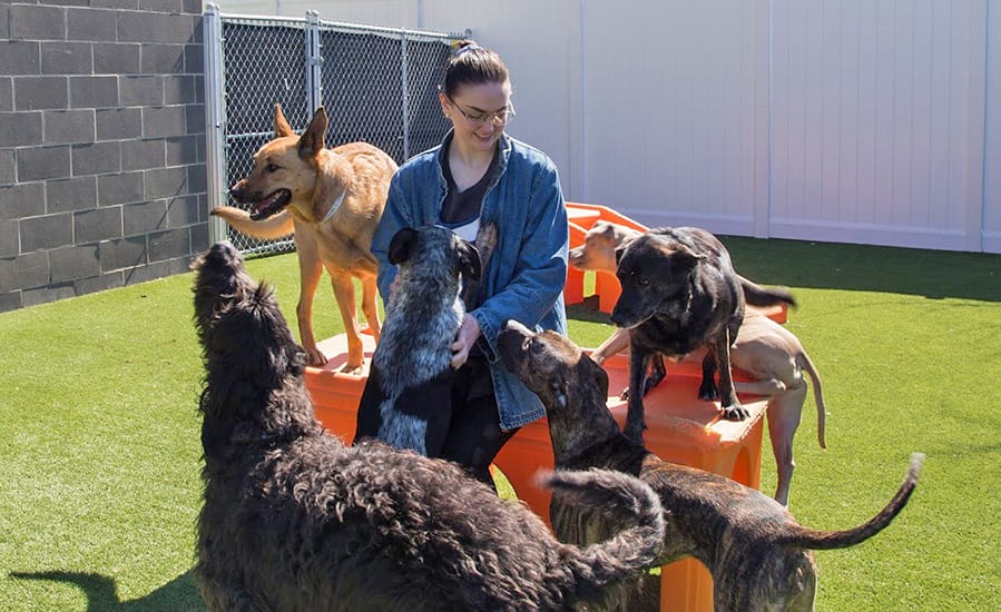 image-jobs2 Jobs of Canine to Five