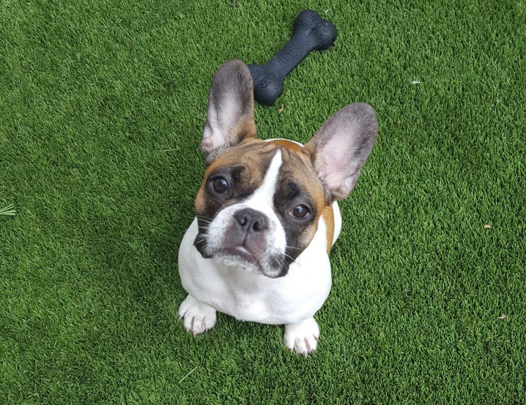 20190521_135619 Dog in the play yard