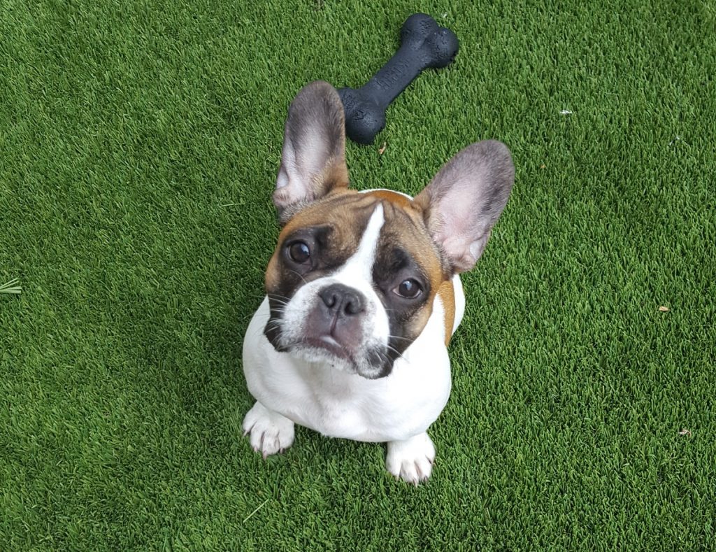 Dog in the play yard