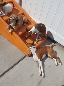 Dogs in the play yard