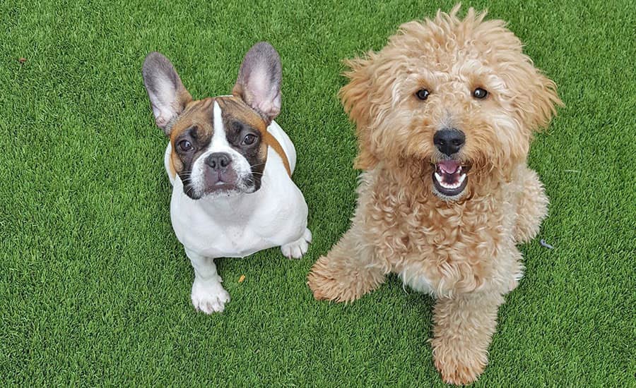 puppy-program-top-image-crop dogs learning to hold the puppy program