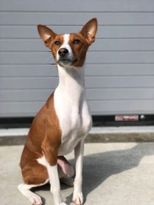 Dog in the play yard