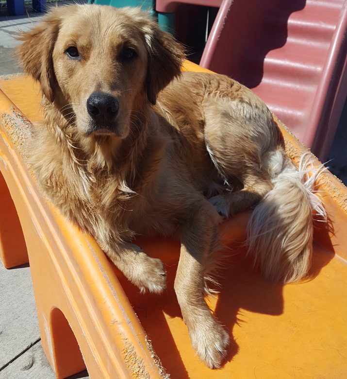Archie Archie the Golden Retriever