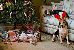 Dogs watching another dog play with Christmas lights w/bad results