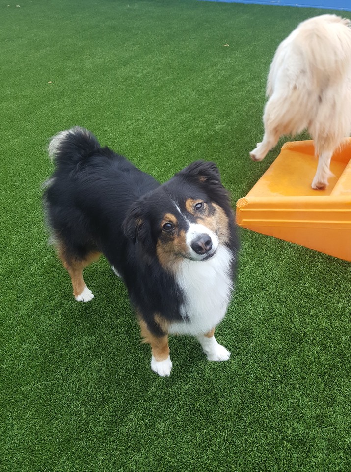 Jax Cute Australian Shepherd Photo