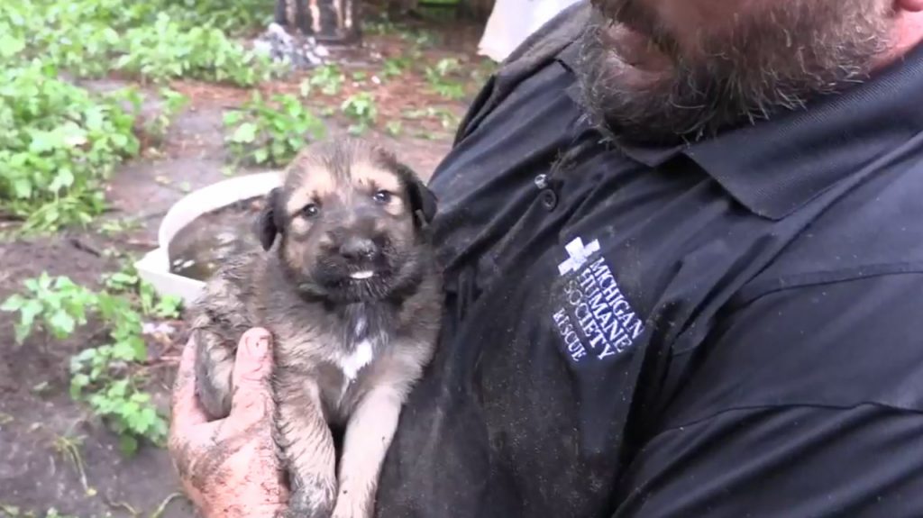 2017 07 12 13 46 42 OP 1 CP Michigan Humane Society Home 1499881641314 10091528 ver1.0 1280 720