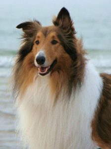4530ede3102a6a2e84faca5b6196ac8b rough collie collie dog