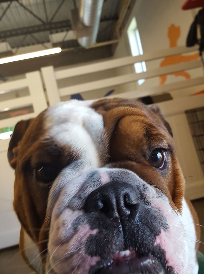bosley bosley