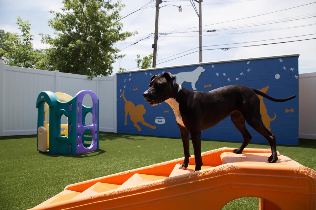 CaNine to Five- Saratoga