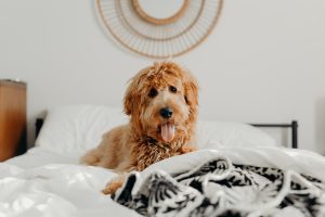 brooke cagle szzLdR9800c unsplash