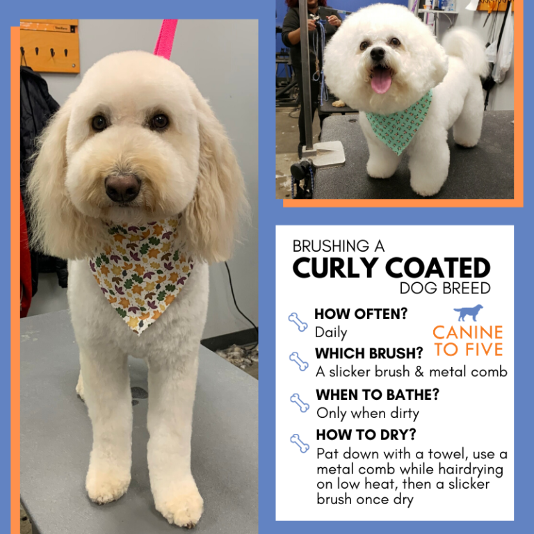 The AtHome Guide to Brushing Your Dog Canine To Five