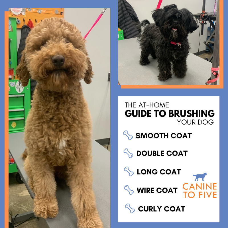 how often should i groom my labradoodle