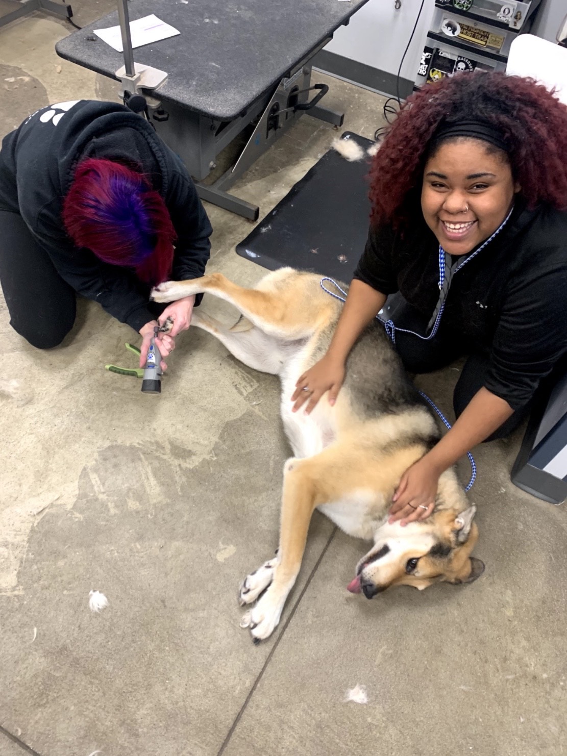 The At Home Guide To Trimming Your Dog S Nails Canine To Five