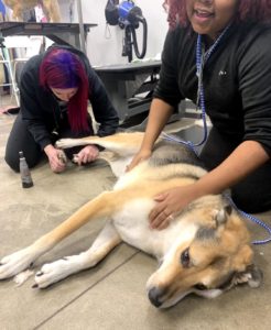 Dog getting their nails clipped