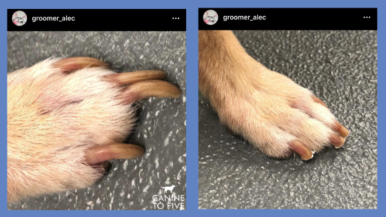 Image of long dog nails and trimmed dog nails