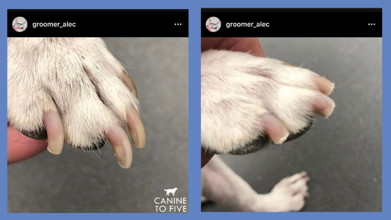 Another image of long dog nails and trimmed dogs nails