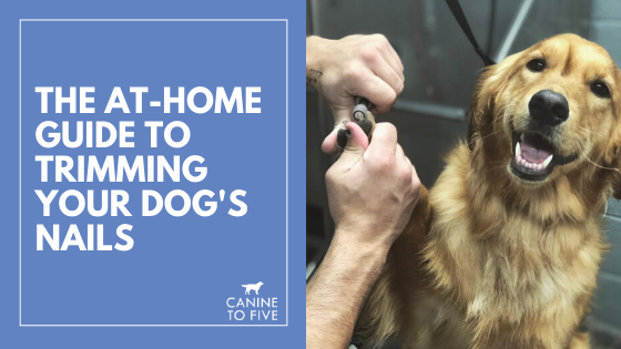 The At-Home Guide to Trimming Your Dog's Nails