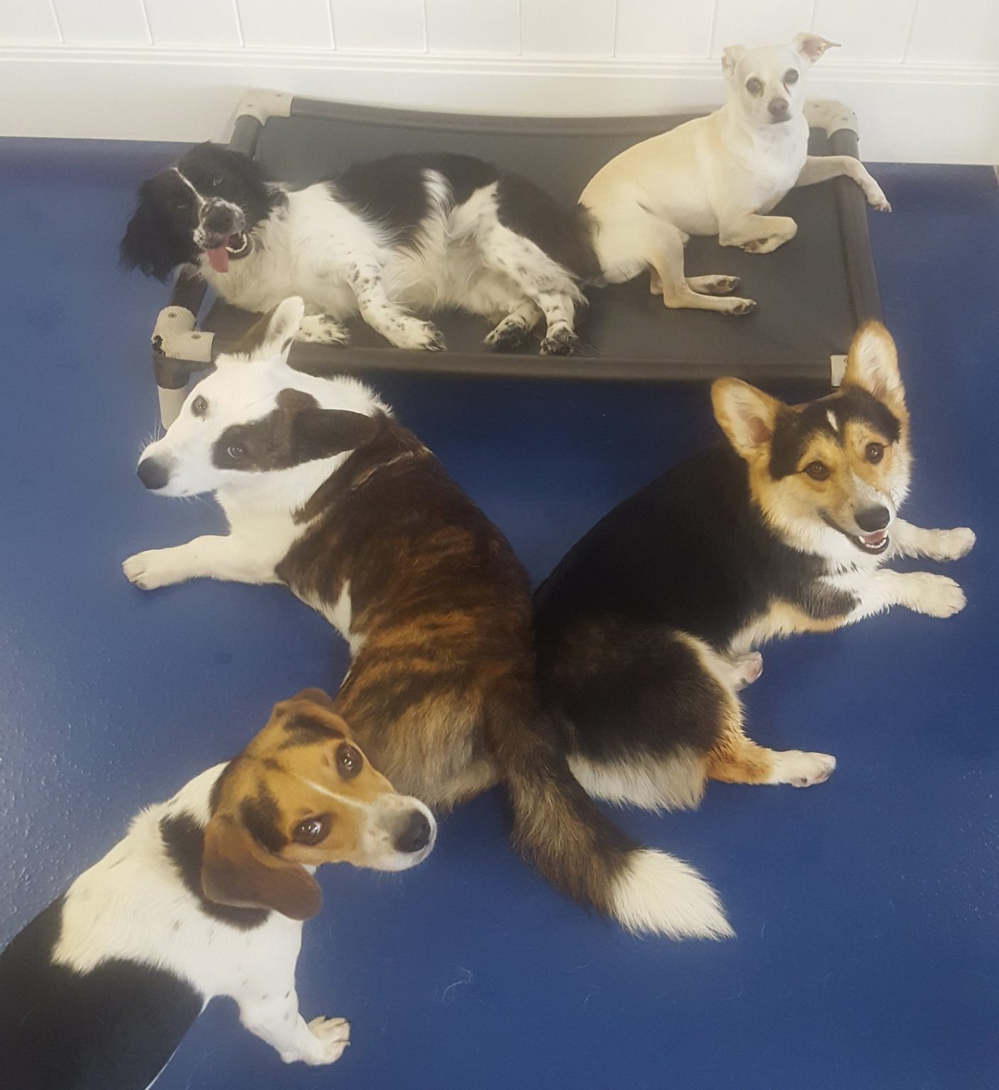 Safe and Fun Dog Daycare Canine to Five
