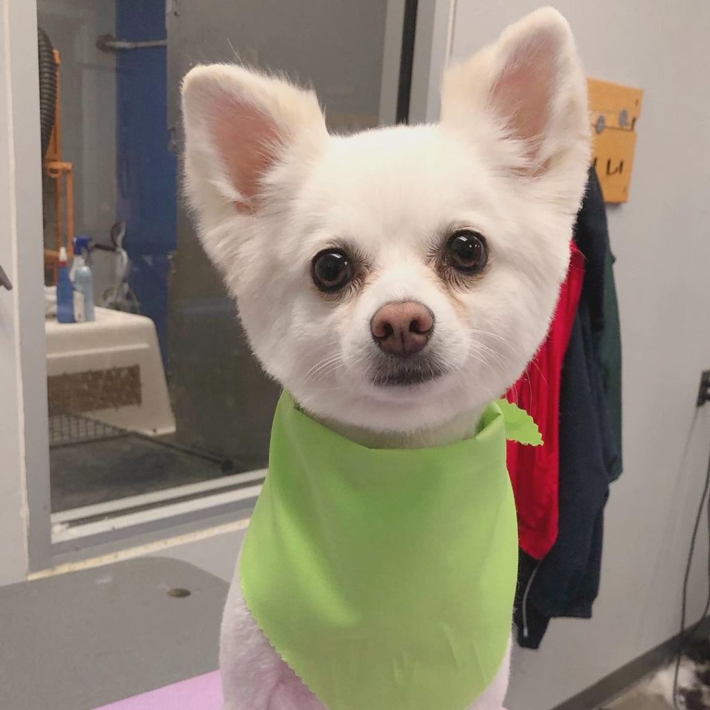 The Top 10 Most Common Dog Grooming Injuries and How to Avoid Them