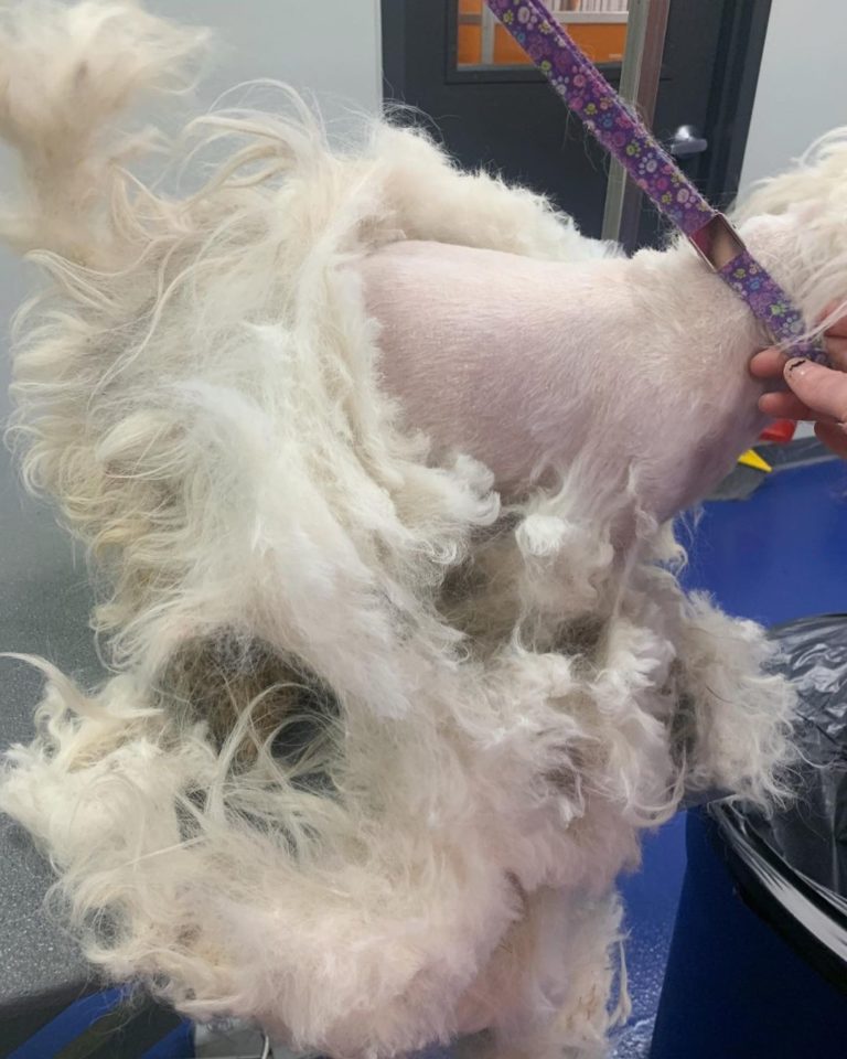 The Top 10 Most Common Dog Grooming Injuries and How to Avoid Them